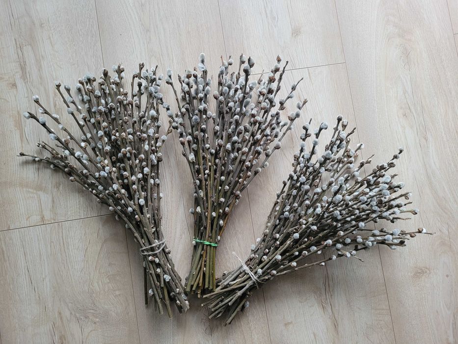 Bazie świeże baźki świąteczne wielkanocne - ozdoba stołu