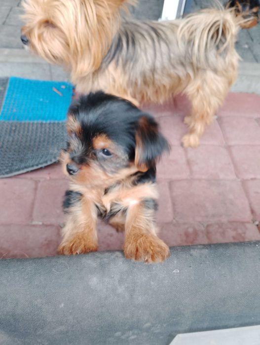Najsłodsze Szczeniaczki Yorkshire – Szczeniak z Metryką / Czip