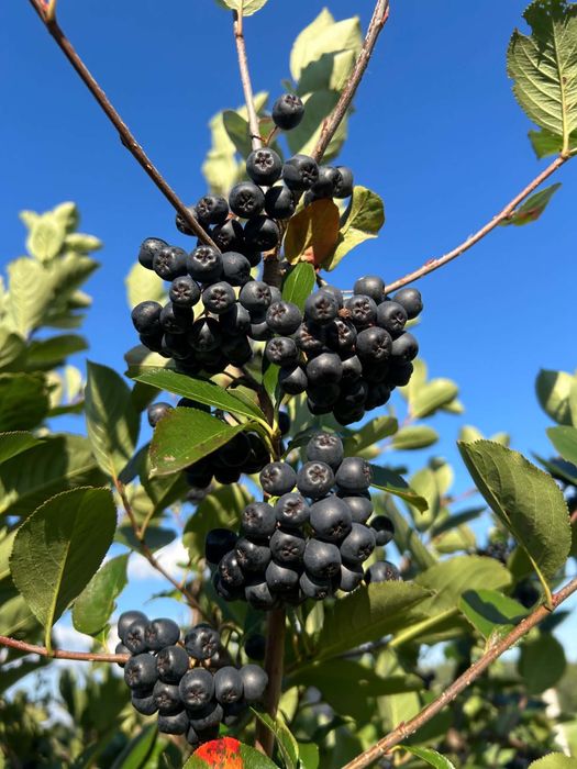 Aronia owoce