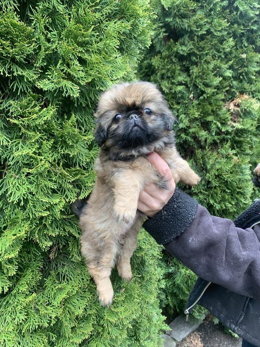 Шикарні цуценята Пекінесиків