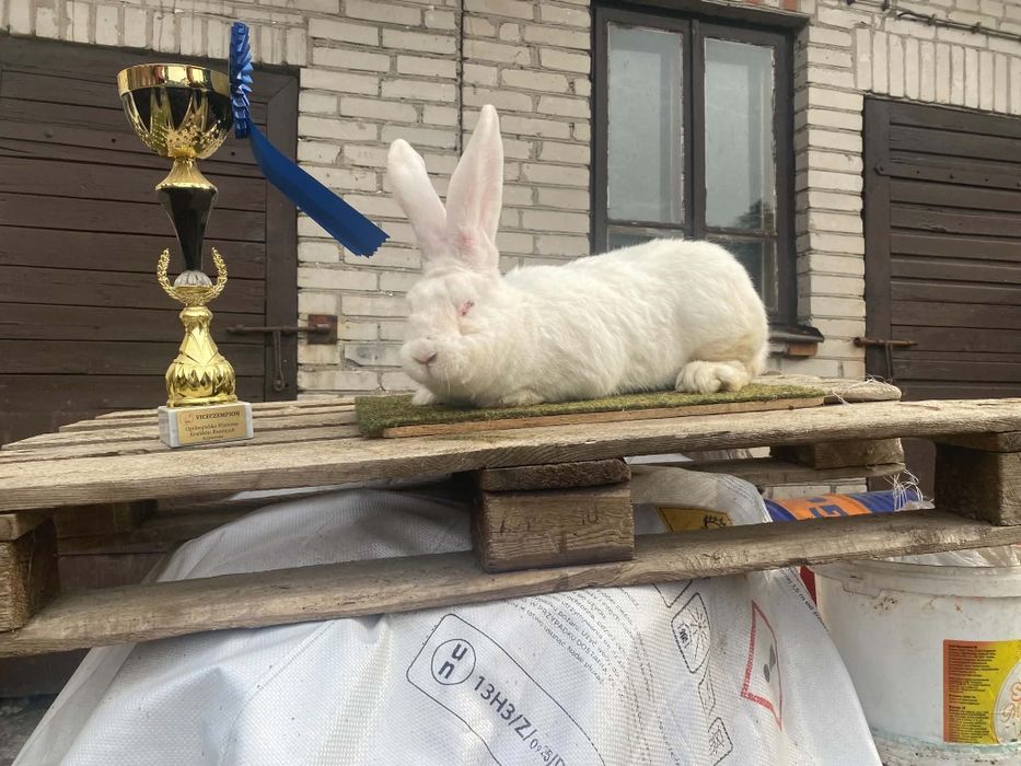 Belgijski olbrzym biały