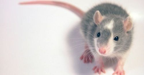 Крыска / крысята