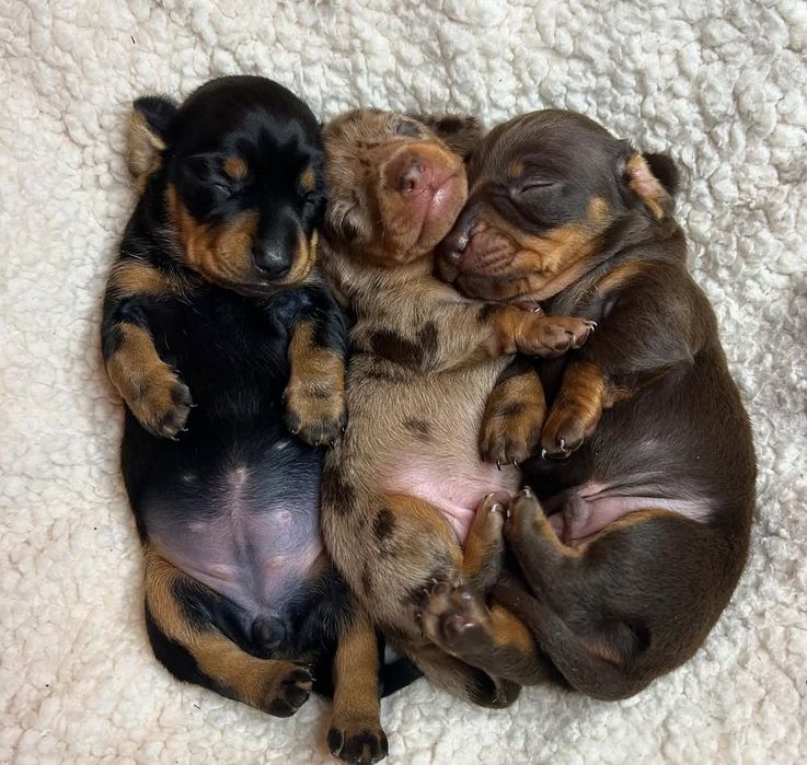 Цуценята кролячих такс для бронювання з документами