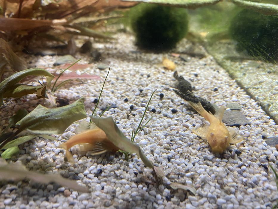 Glonojady złote sprzedam