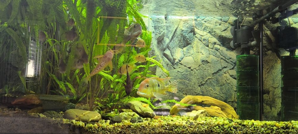 Ziemiojad Red head tapajos 4 szt