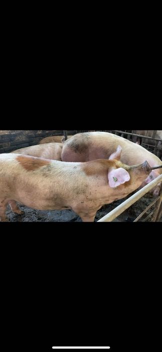 Продаж свиней живою вагою