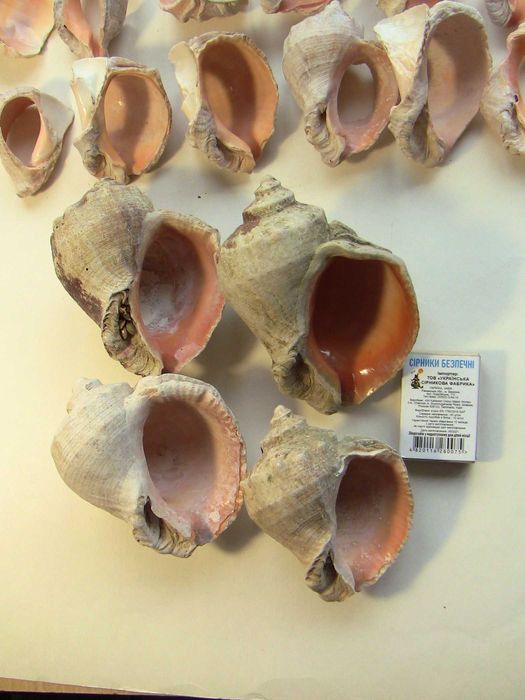 Ракушки для аквариума рапана