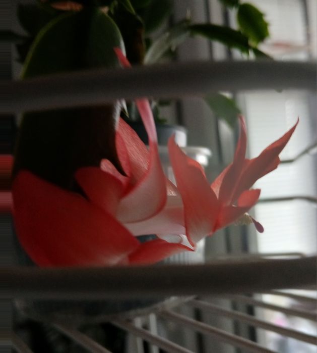 Шлюмбергера Різдвяник рожева червона жовта