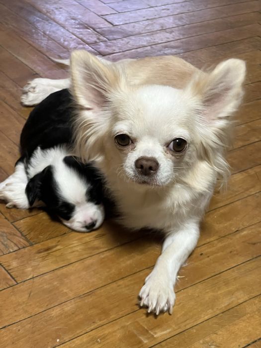 Щенки чихуахуа . Окрасы разные. Срочно!