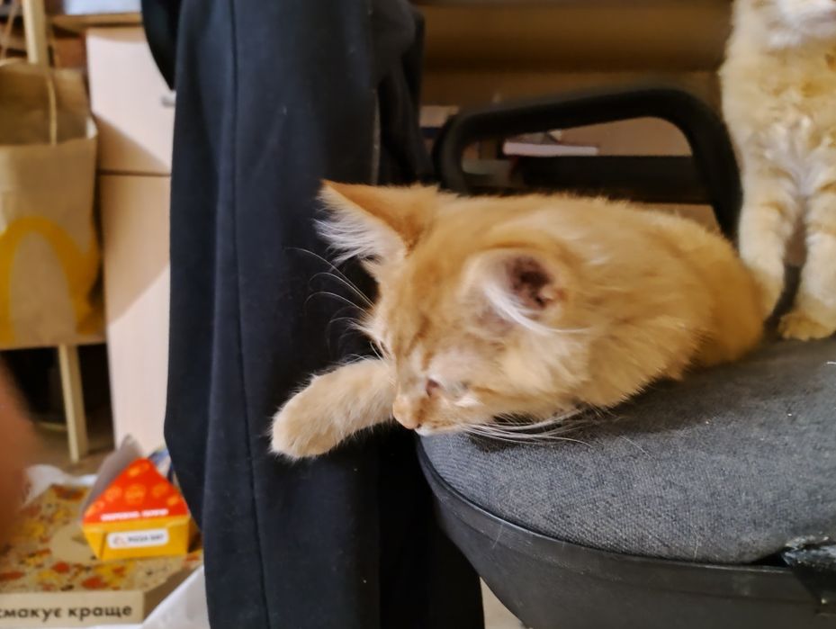 Кошенята Буча 2місяці+