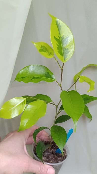 Фікус Бенжаміна сорту Реджинальд та інших 7 сортів