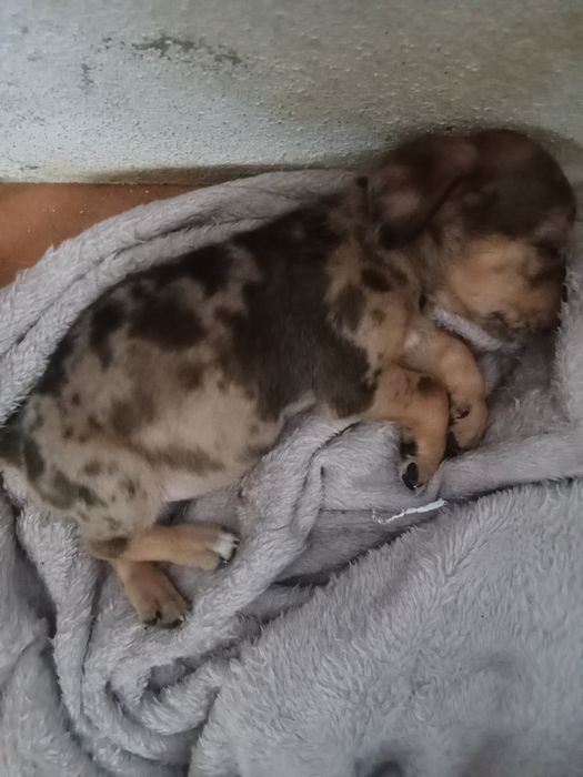 Animais para doação