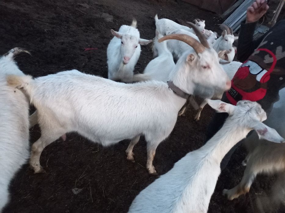 Кози зааненської