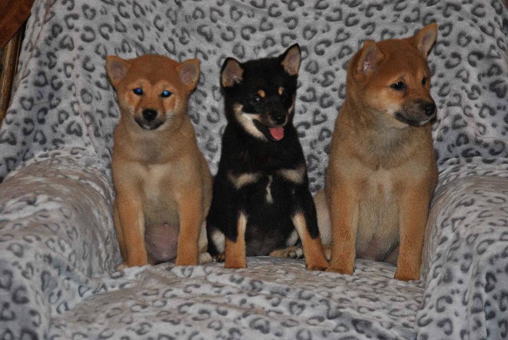 Shiba inu suczka