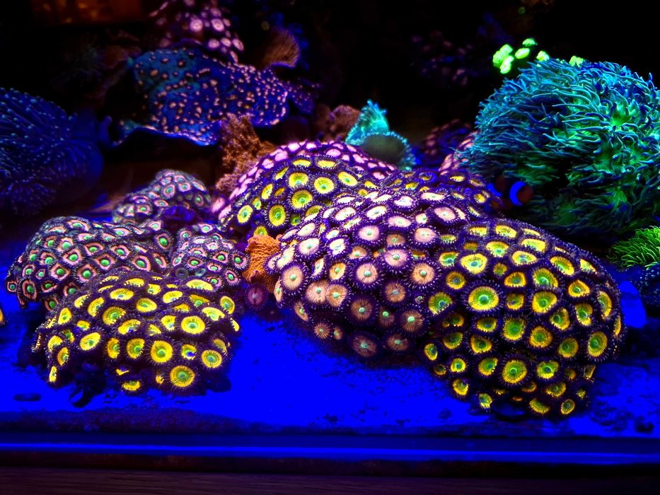 Akwarystyka morska - Zoanthus spp Purple Bee