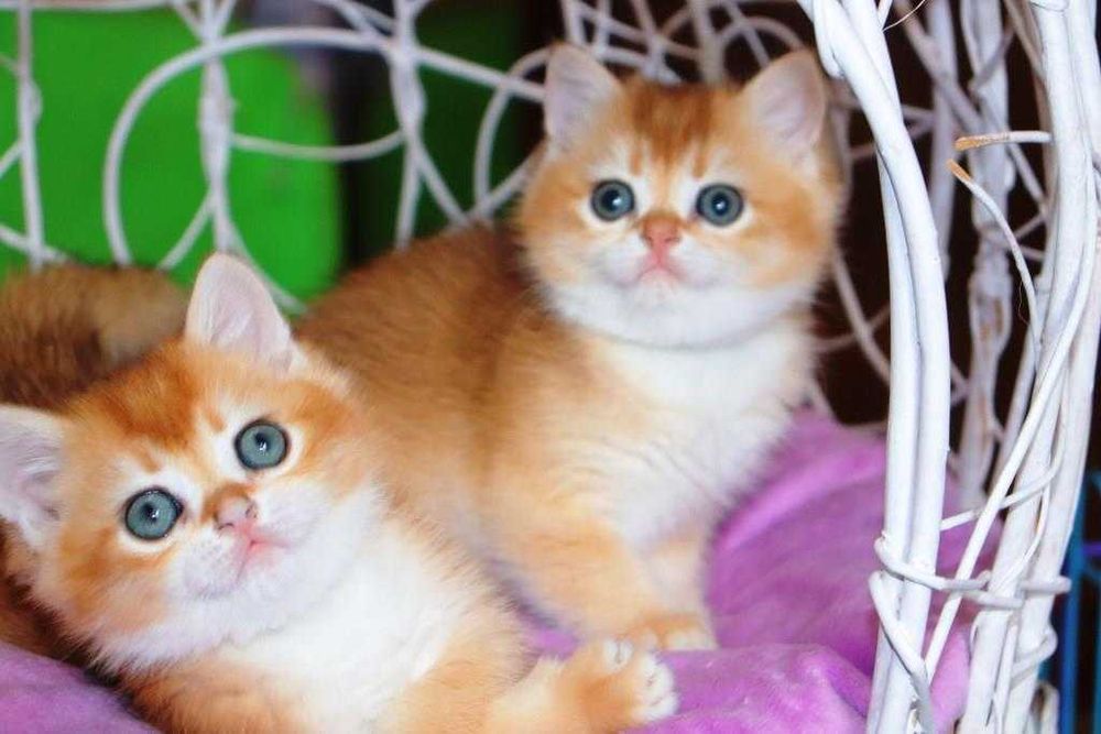 Очень красивые британские котята кш и дш