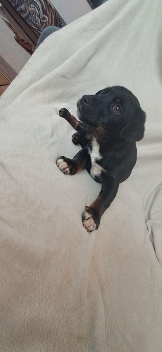 Szxzeniaki szukają domów