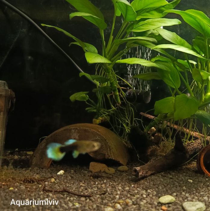 Молодь Гупі дамбо