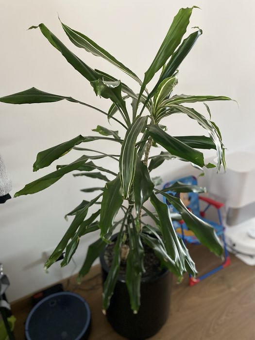 Planta c/vaso grande