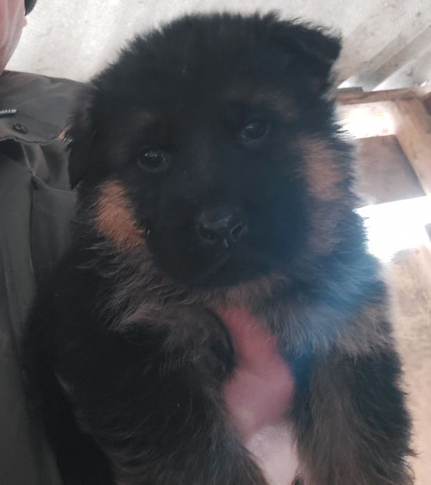 Німецька вівчарка