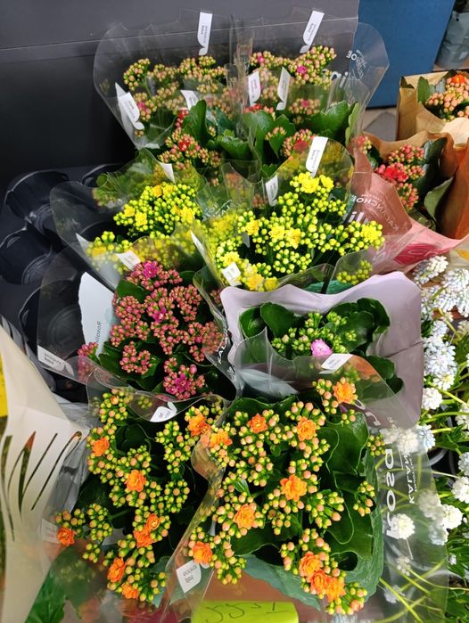 Żyworódka Kalanchoe mix kolor  P12 20-28cm