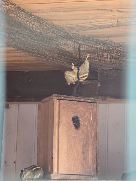 Młode wiewiórki chińskie na sprzedaż