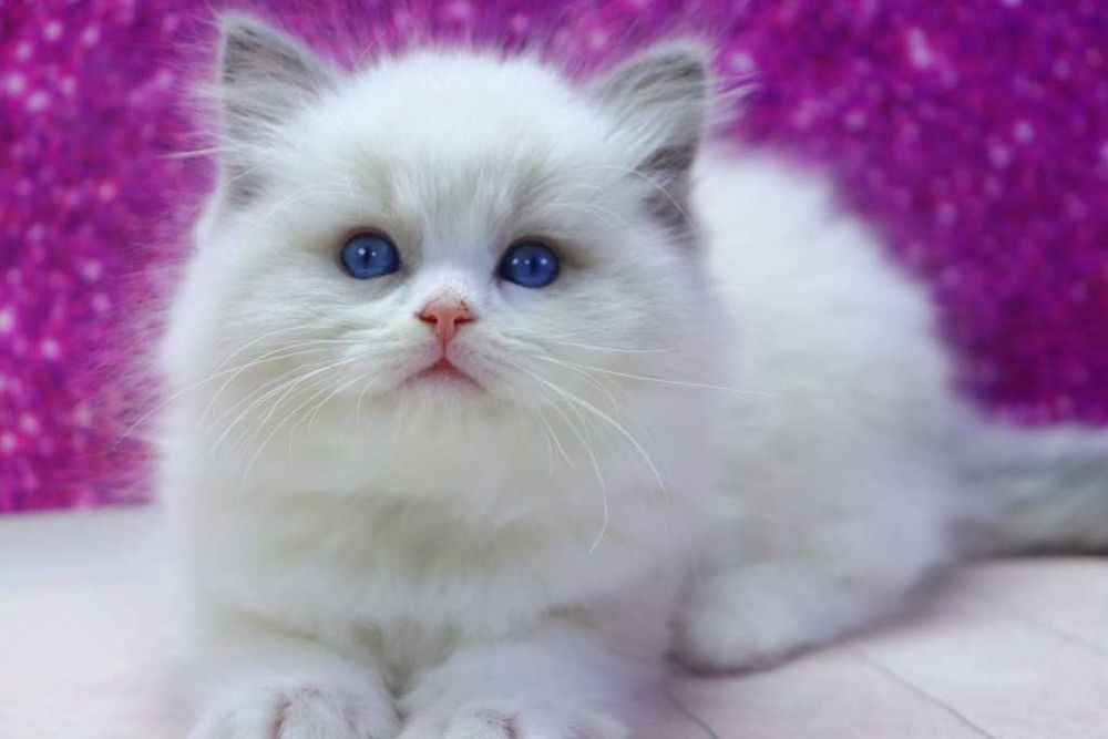 . Мальчишка с прививками-РЕГДОЛЛ//Ragdoll