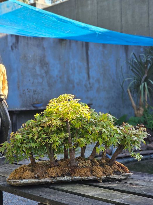 Bonsai floresta acer yamamomiji