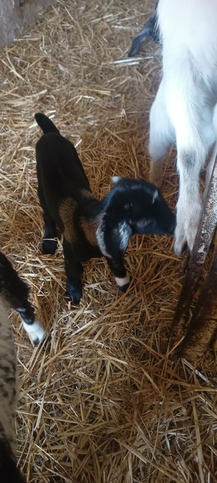 Kózki koziołki młode