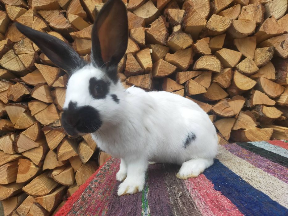 Самчики Німецького строкача . Кролі.