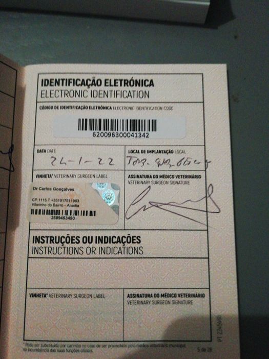 Golden retriever com lop e afixo