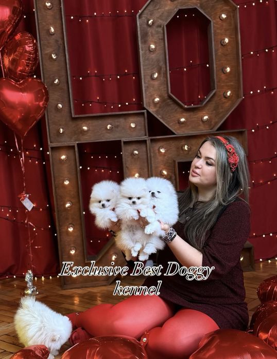 ‼️‼️SUPER VIP померанці Цуценята померанські шпіци. Міні шпіци з докум