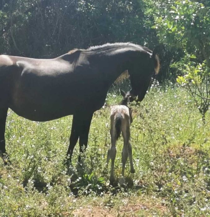 Appaloosa Urano [raro e meigo]