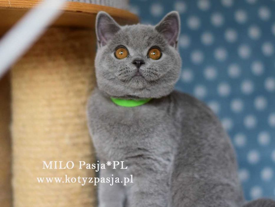 Kot brytyjski niebieski Milo Pasja*PL rodowód FPL/FIFE