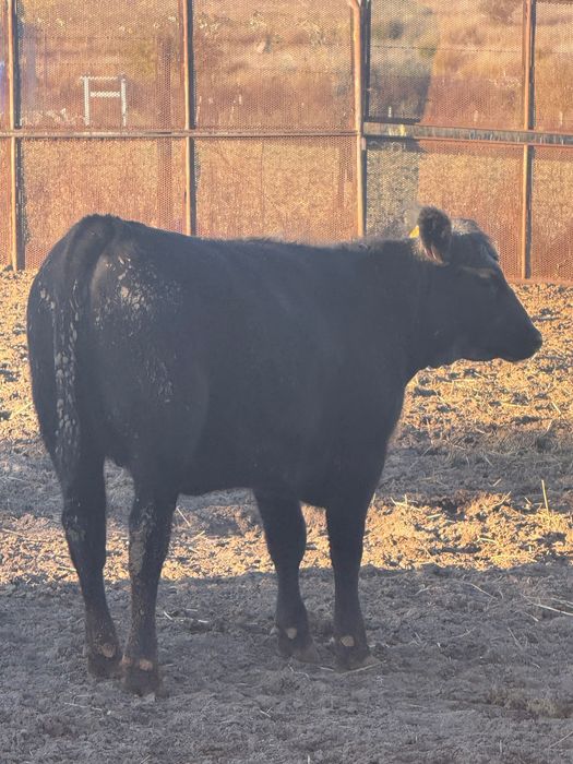 Venda bezerras angus