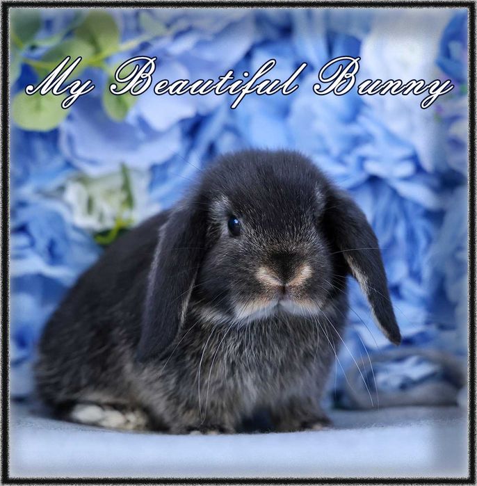 Młody Piękny Króliczek 100% Mini Lop - Black Otter