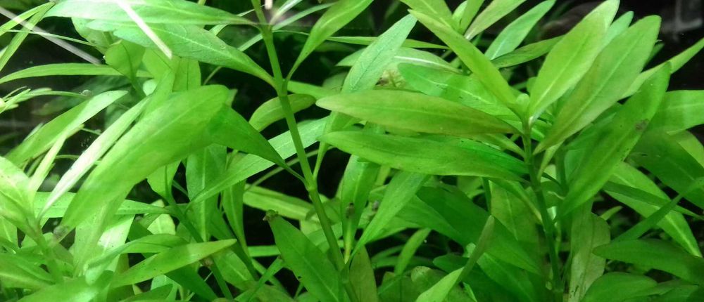 Hygrophila Polysperma - Nadwódka Wielonasienna