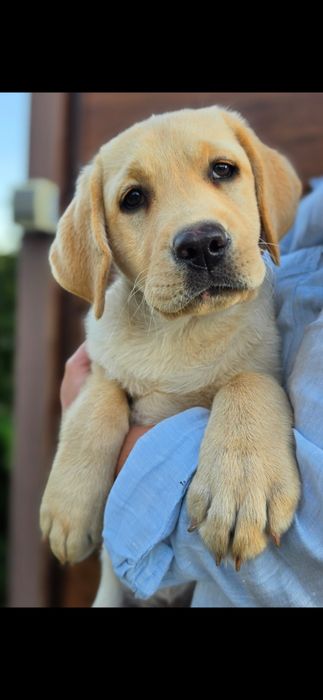Labrador śliczna sunia gotowa do zmiany domu