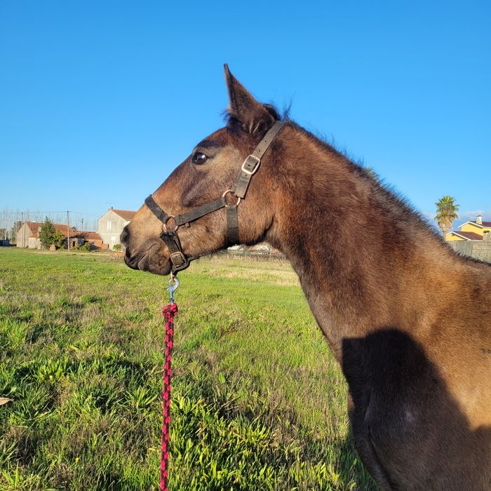 Vendo poldro cruzado