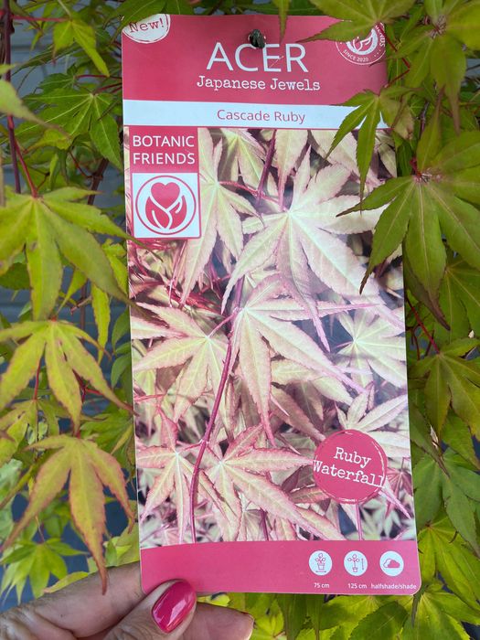 Klon palmowy Cascade Ruby parasol szczepiony