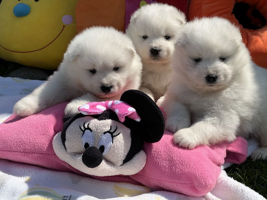 Samoyed szczenię malutkie