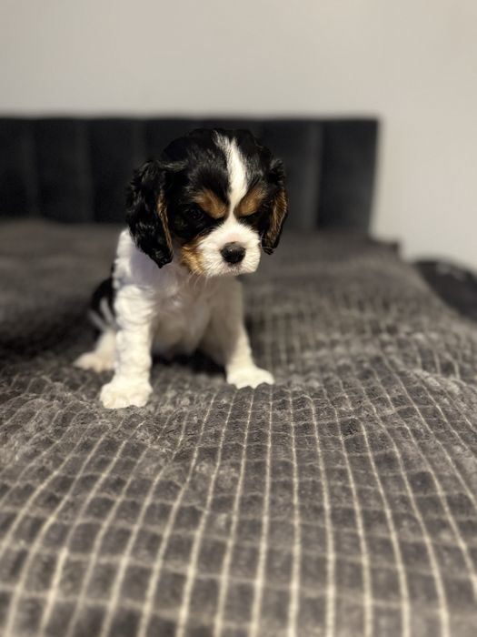 Cavalier king charles spaniel