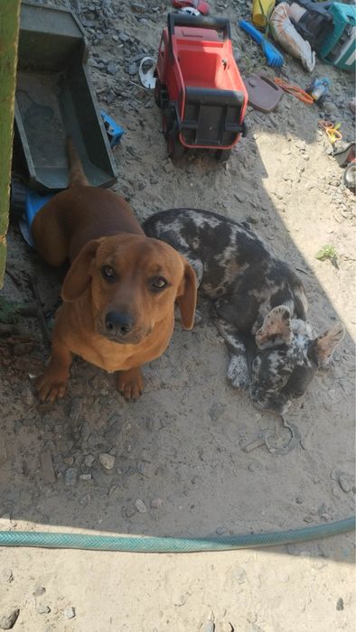 Щенята шукають родину