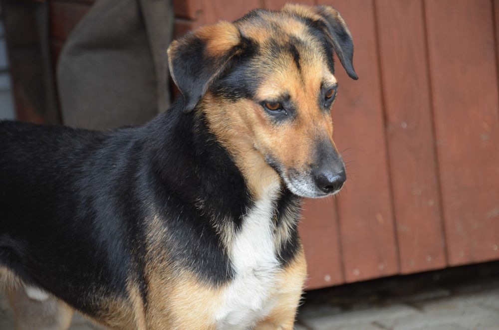 Teoś - uroczy psiak, zasiedział się w schronisku - do adopcji