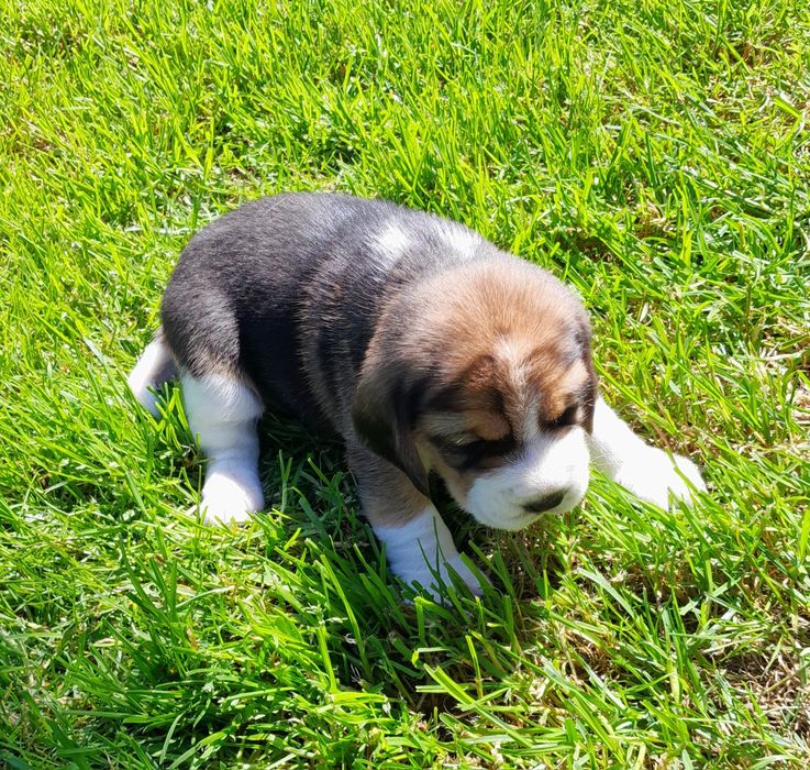 Beagle szczeniak ZKwP(FCI)