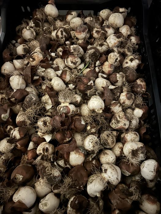 Продам цибулини тюльпанів