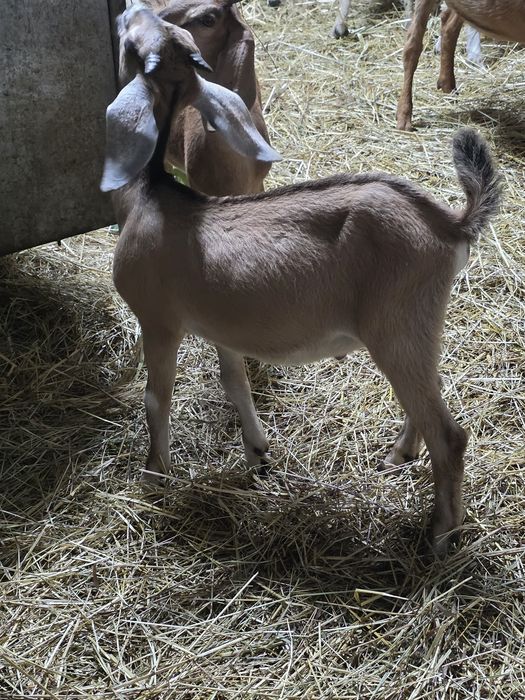 Vendo cabritas e 1 cabrito Anglo nubianas.