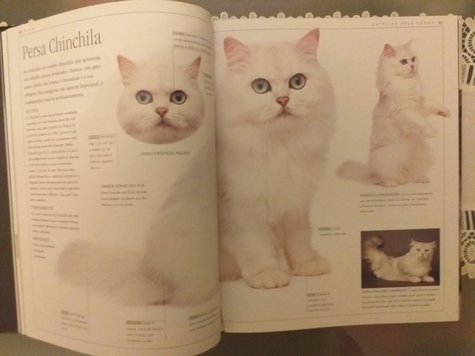 Vários  Livros de GATOS.