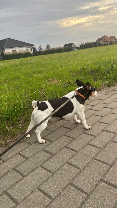 Pies w typie Jack Russell terrier