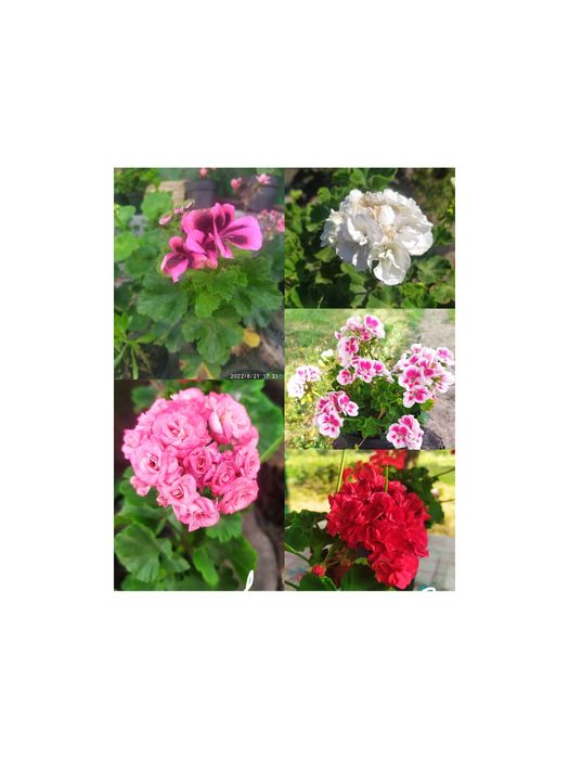 Пеларгонія,хризантема мультифлора